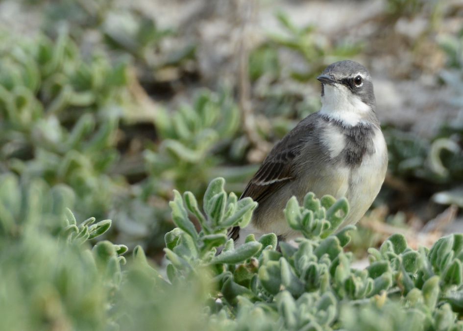 Welke vogel is dit ?